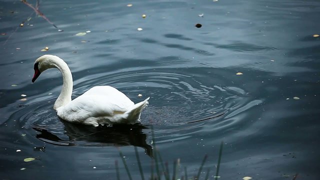 White swan in blue water