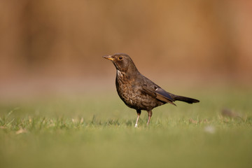 Blackbird, Turdus merula