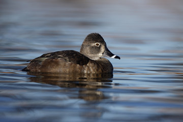 Ring-necked duck, Aythya collaris, female
