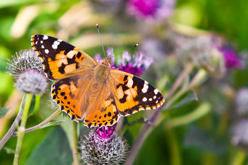 Fototapeta na wymiar Rudowłosa zbliżenie motyl