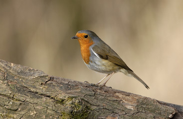 Robin, Erithacus rubecula
