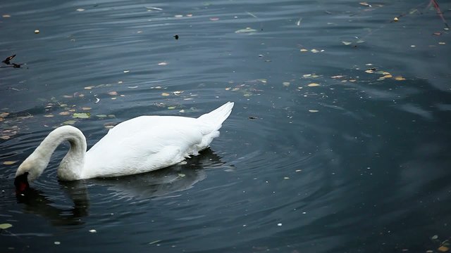 White swan in blue water