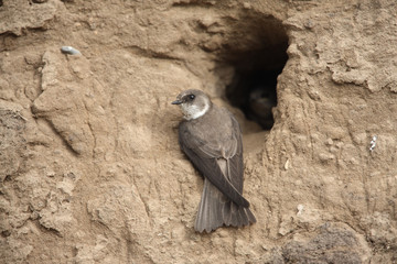 Sand martin, Riparia riparia