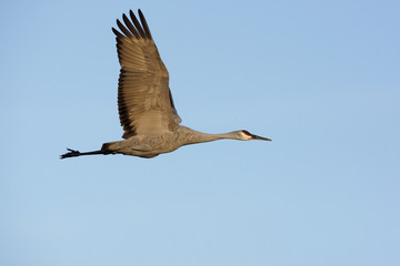 Fototapeta premium Sandhill crane, Grus canadensis