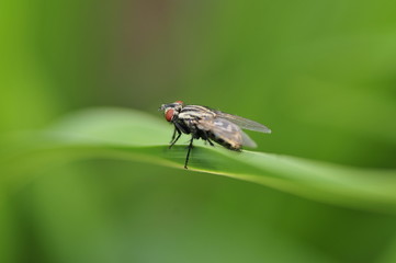 A kind of insect flies