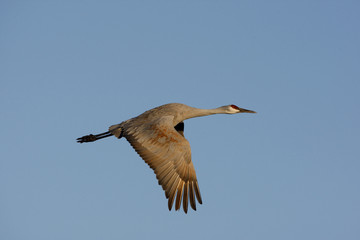 Sandhill crane, Grus canadensis