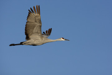 Sandhill crane, Grus canadensis