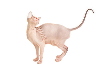 Sphynx cat on a white background standing sideways