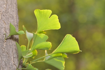 The ginkgo tree leaves