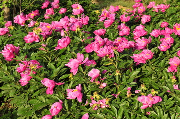 The beauty of the peony
