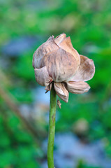 Dry lotus flower