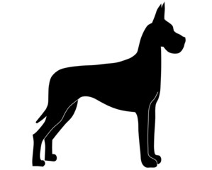 Dogge stehend schwarz