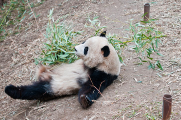 Fototapeta premium Ailuropoda melanoleuca commonly known as Giant panda
