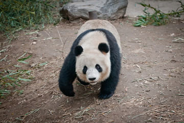 Fototapeta premium Ailuropoda melanoleuca commonly known as Giant panda
