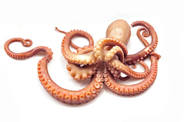 Obraz premium Octopus on white background