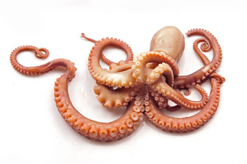 Octopus on white background
