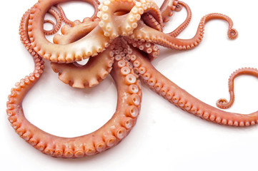 Octopus on white background