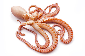 Octopus on white background
