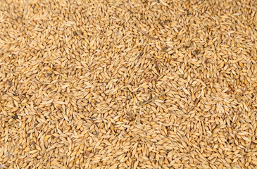 Background of wheat grain.
