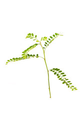 Egg Woman plant isolated on white