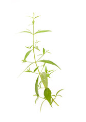 Andrographis paniculata plant
