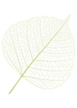 leaf