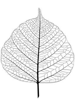 feuille