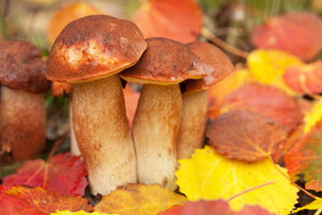 boletus in forest