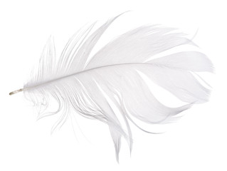 light grey goose feather isolated on white