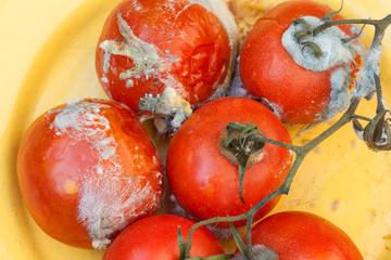 Rotten tomatoes