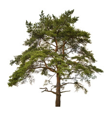 old large pine isolated on white