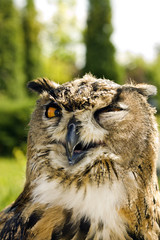 Naklejka premium Evil eyes owl bubo bubo