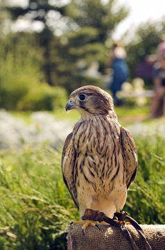 Elegant falcon