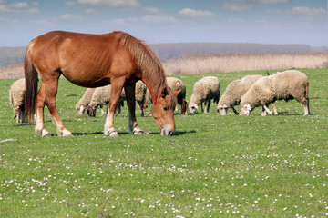 Obraz na płótnie Canvas farm animals horse and sheep