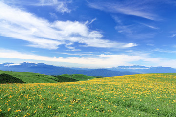 Obraz premium 車山のニッコウキスゲ