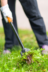 Woman pulling weeds