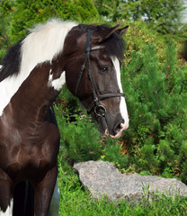 Obraz premium portrait of the beautiful paint draft horse