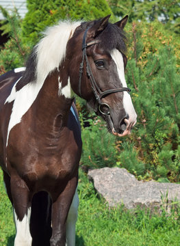 portrait of the beautiful paint draft horse