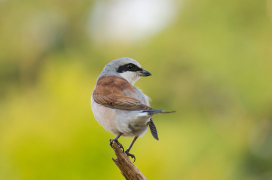 Red-backed Shrike