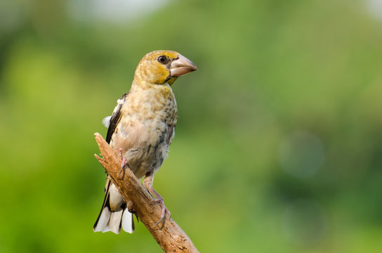 Hawfinch - Coccothraustes coccothraustes