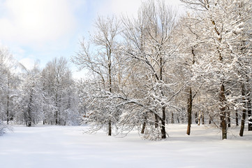 winter in the forest