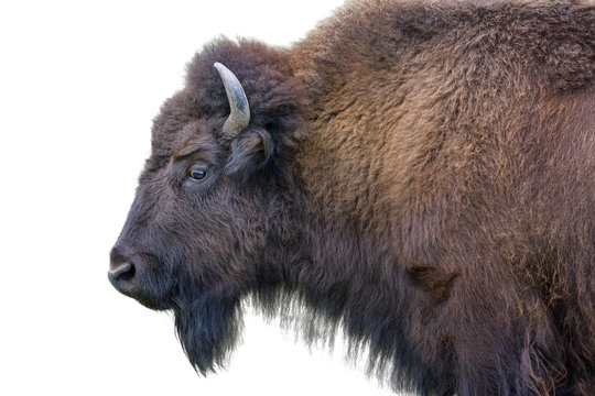 Adult Bison Isolated on White