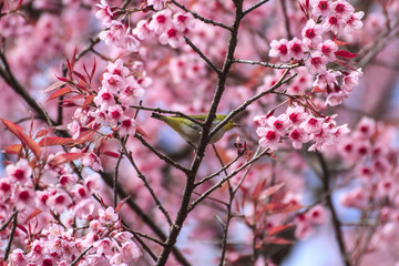Cute bird sitting on Cherry blossom tree 
