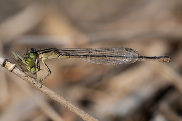Ischnura elegans, femmina