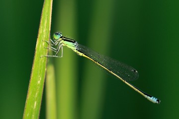 Ischnura pumilio