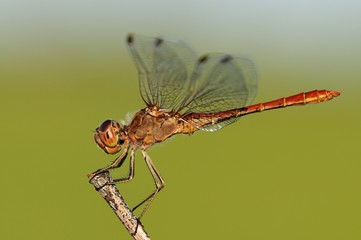 , maschioSympetrum meridionale