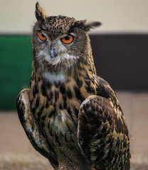 Eagle Owl/An eagle owl 