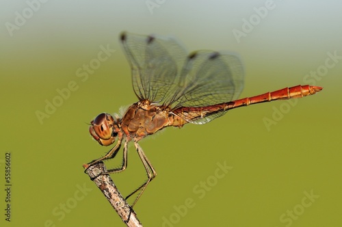 400_F_55856602_HUf9db1jeRVivpipGXjKVOZX1lxveFXm.jpg