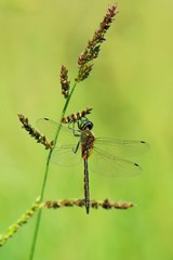 Somathoclora flavomaculata