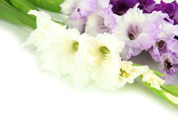 Beautiful gladiolus flower close up